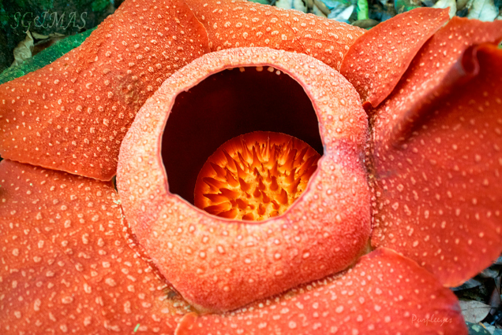 花中大王 大王花探访