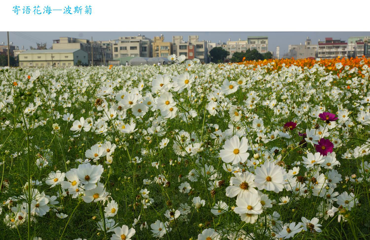 在土地上吐出新芽,长出一朵朵纯白色的花瓣,要想拍张波斯菊还真累