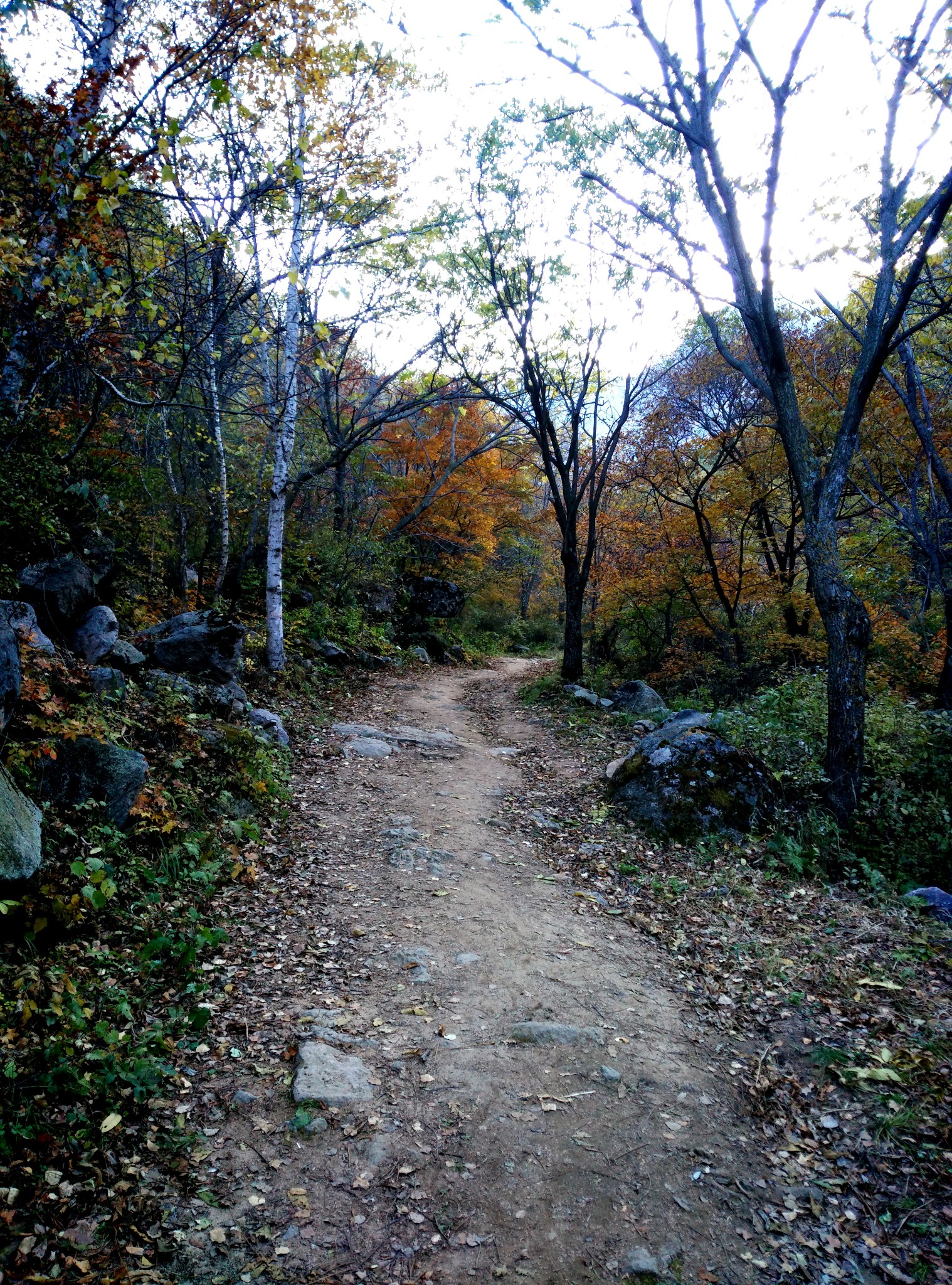 喇叭沟原始森林风景区      
