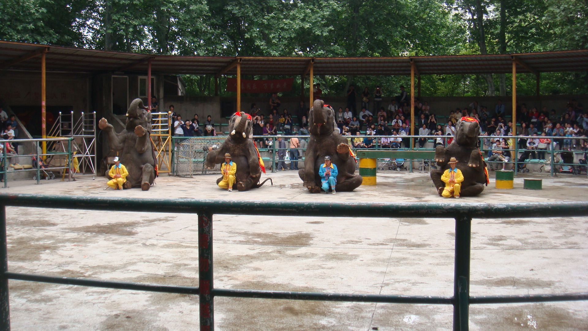 圆圆旅行成长记2010 --- 上海动物园